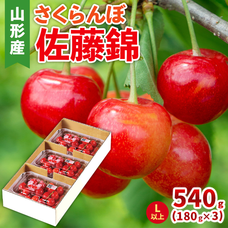 さくらんぼ(佐藤錦) Lサイズ 540g(180g×3パック) 【令和8年産先