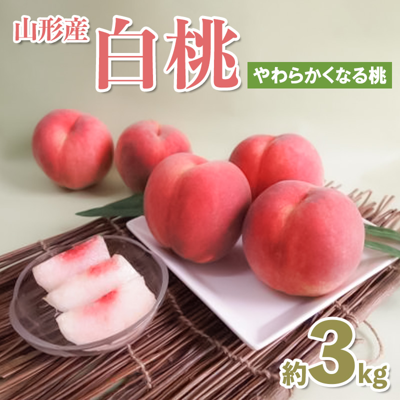 山形産 白桃約3kg(7～11玉) (やわらかくなる桃) 【令和8年産先