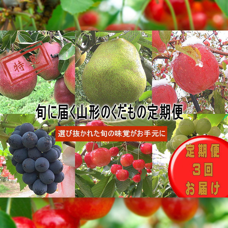 【定期便3回】旬に届く山形のくだもの定期便【令和8年産先