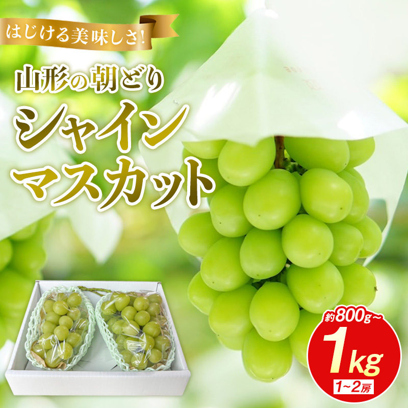 はじける美味しさ！山形の朝どりシャインマスカット 800g～