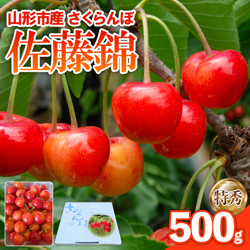 さくらんぼ 佐藤錦 500g 特秀 【令和8年産先行予約】FS25-143