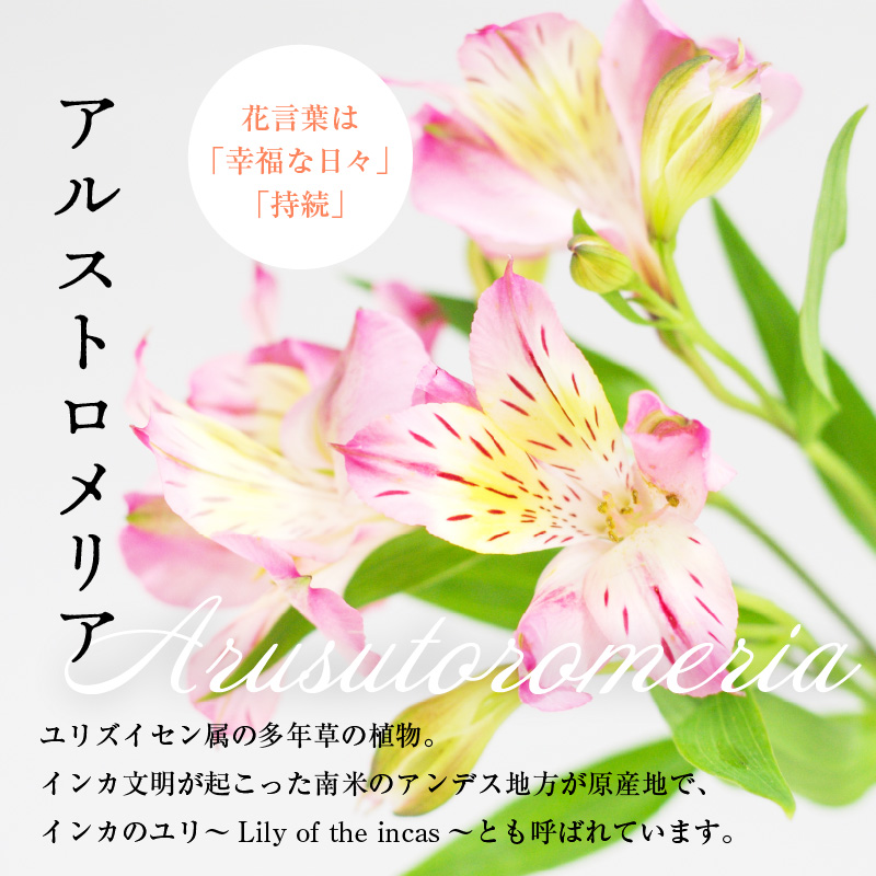 アルストロメリア ホワイト系 1束 10本入り 花 生花 切花 2026年4月～7月上旬頃 お届け予定 山形県 米沢市