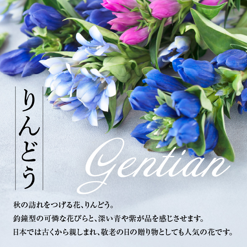 【先行予約】 りんどう 赤系 1束 10本入り 花 生花 切花 2026年8月上旬～9月中旬 お届け予定 山形県 米沢市