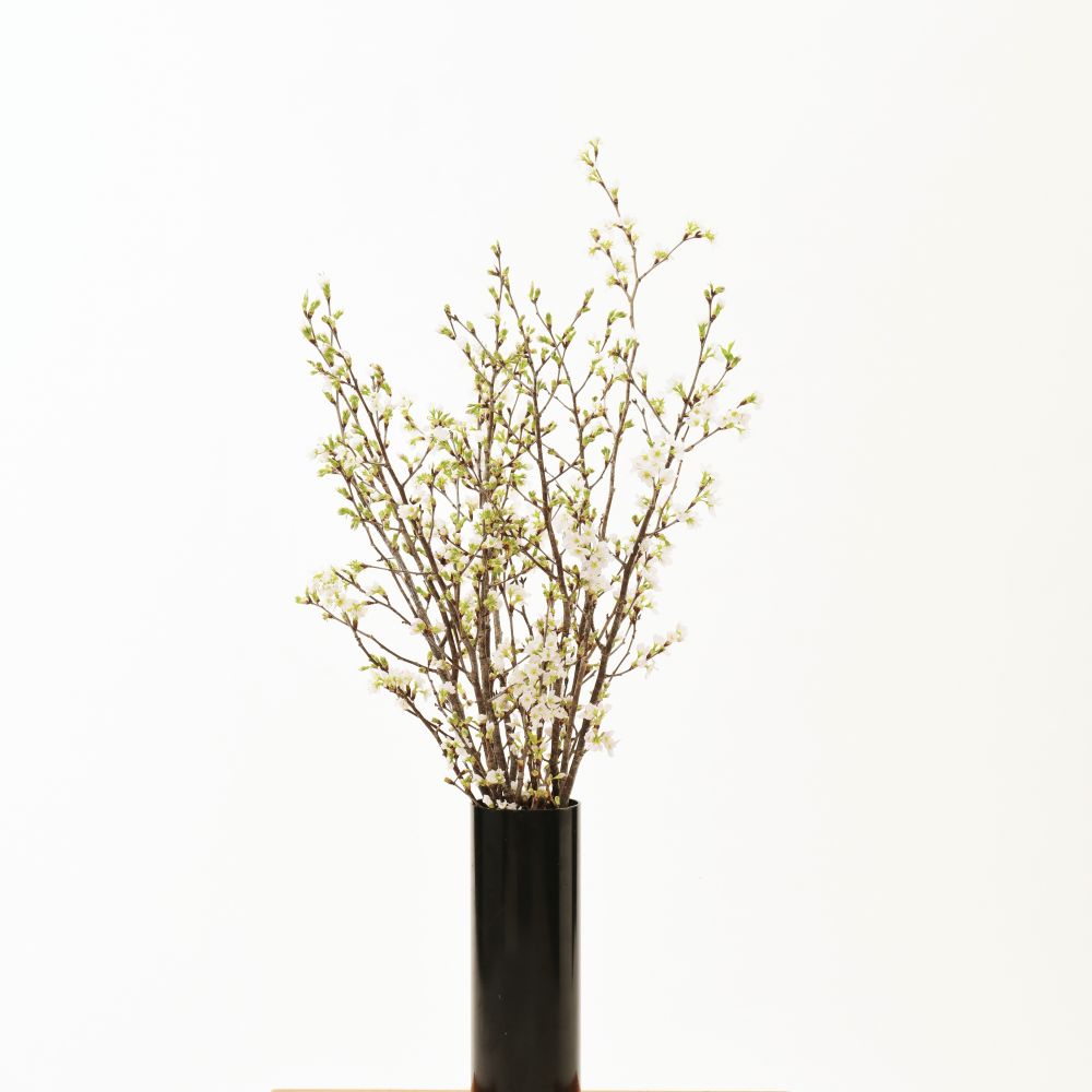 【先行予約】 【ひなまつり用】 啓翁桜 ( けいおうざくら ) 80cm×8本 切り花 2026年2月下旬頃お届け