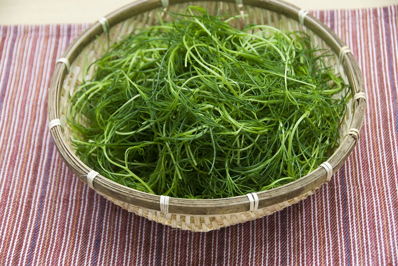 【先行予約】 定期便 全5回 配送 令和8年産 季節めぐりセット 野菜の定期便 山菜 夏野菜 芋煮 寒中野菜 漬物