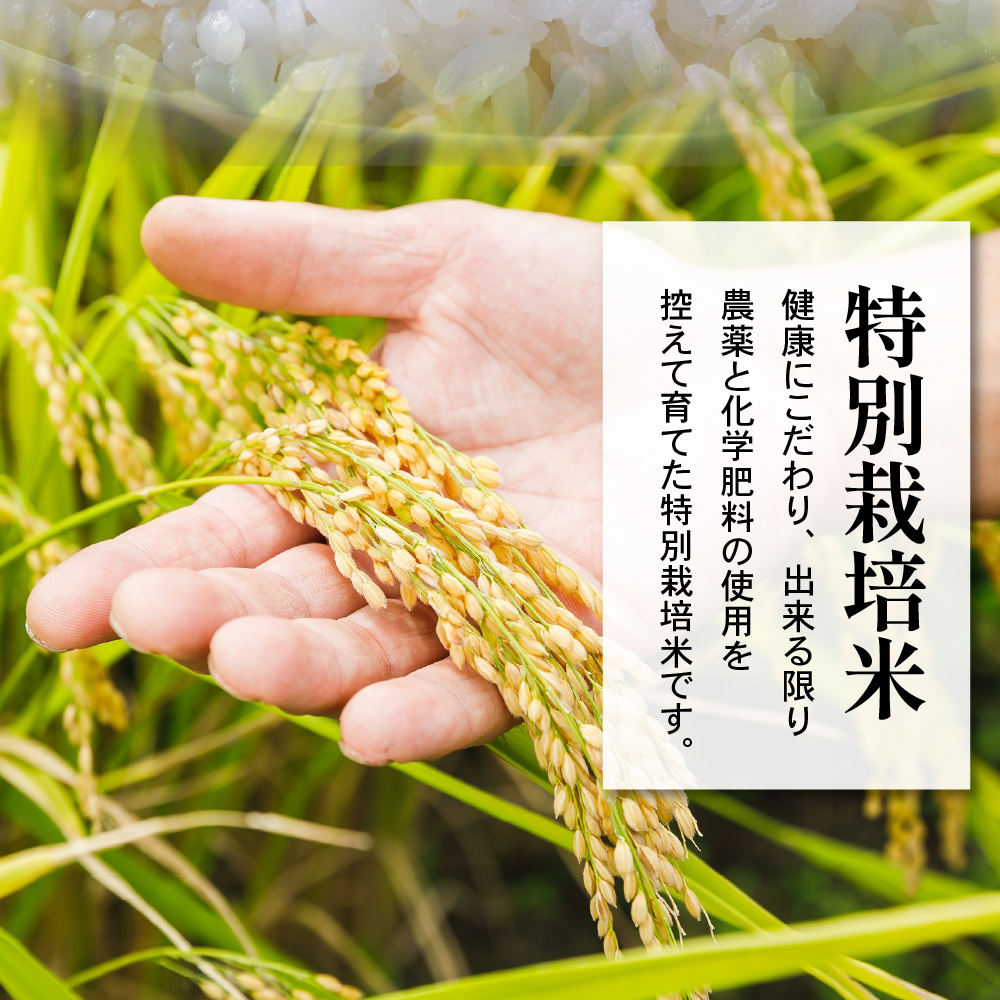 【 令和7年産 】 特別栽培米 雪若丸 計6kg ( 2kg×3袋 ) 〔2025年10月中下旬頃～順次お届け〕2025年産 産地直送 農家直送