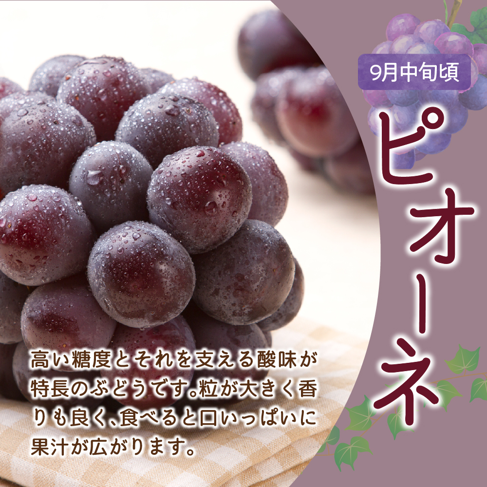 【先行予約】定期便 令和8年産 ぶどうの定期便 全3回 デラウェア ピオーネ シャインマスカット 2026年7月下旬頃～ お届け予定