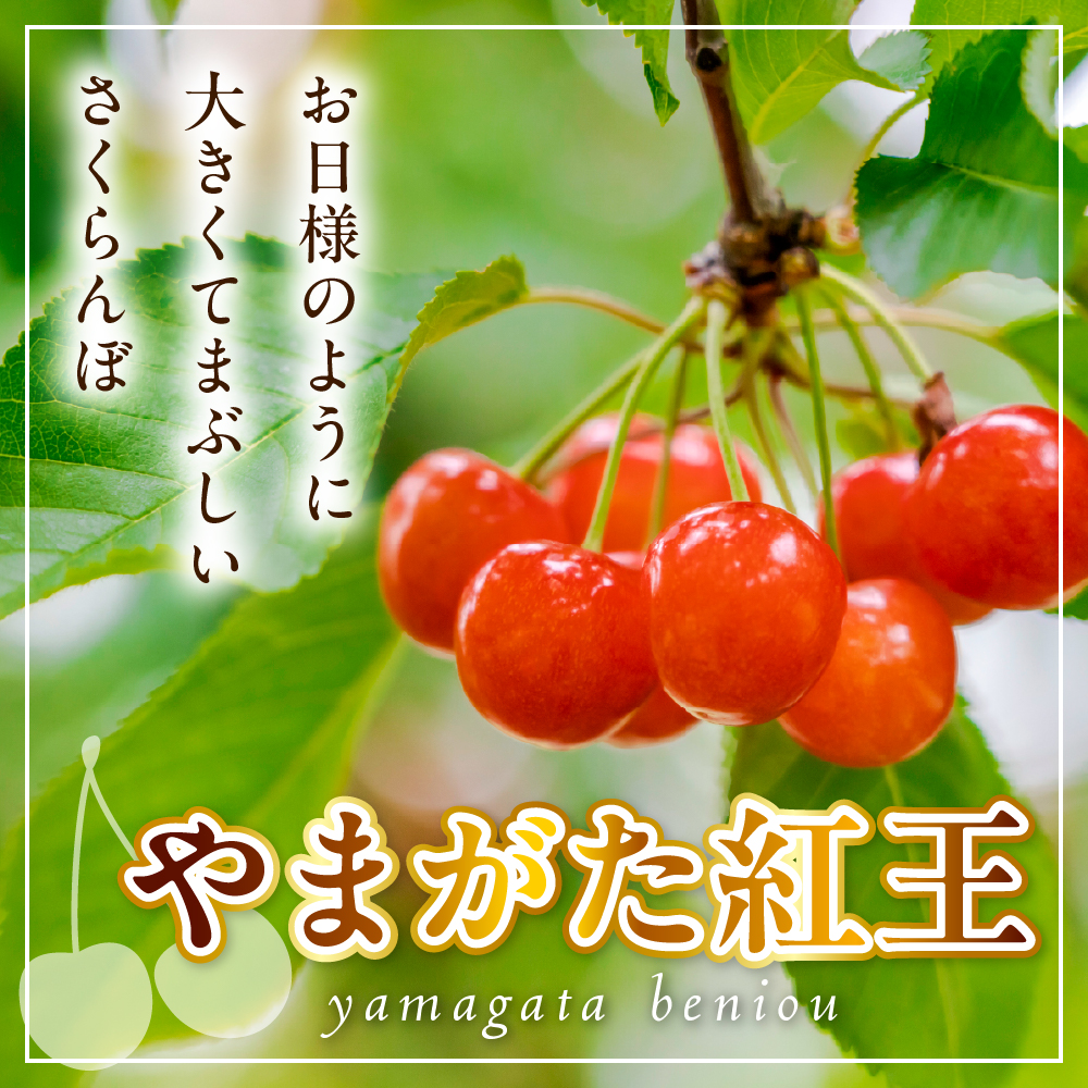 【先行予約】 令和8年産 さくらんぼ やまがた紅王 400g ( 200g × 2パック ) バラ詰め 2L ～ 3L玉 2026年6月下旬～7月上旬頃お届け予定
