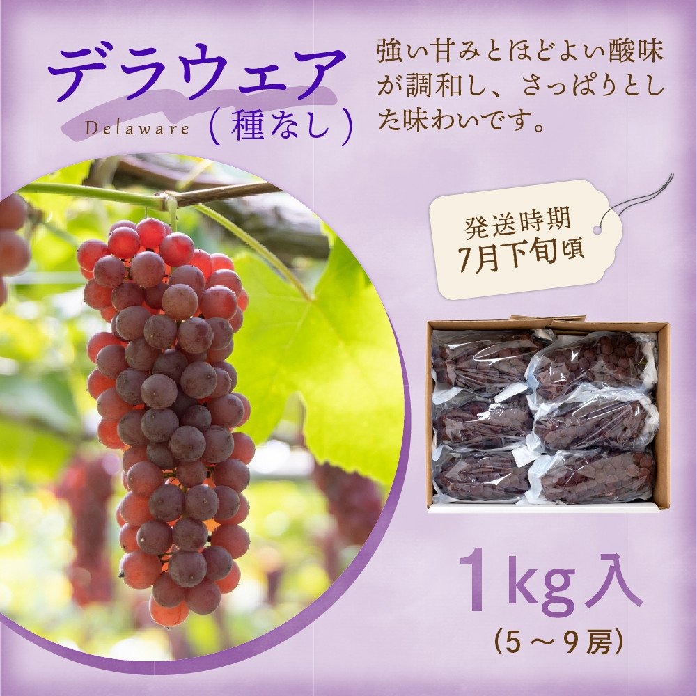 【先行予約】【定期便】令和7年産 フルーツ定期便 4回 配送 さくらんぼ ぶどう りんご ラ・フランス 2025年6月中旬～ 発送開始 2025年産