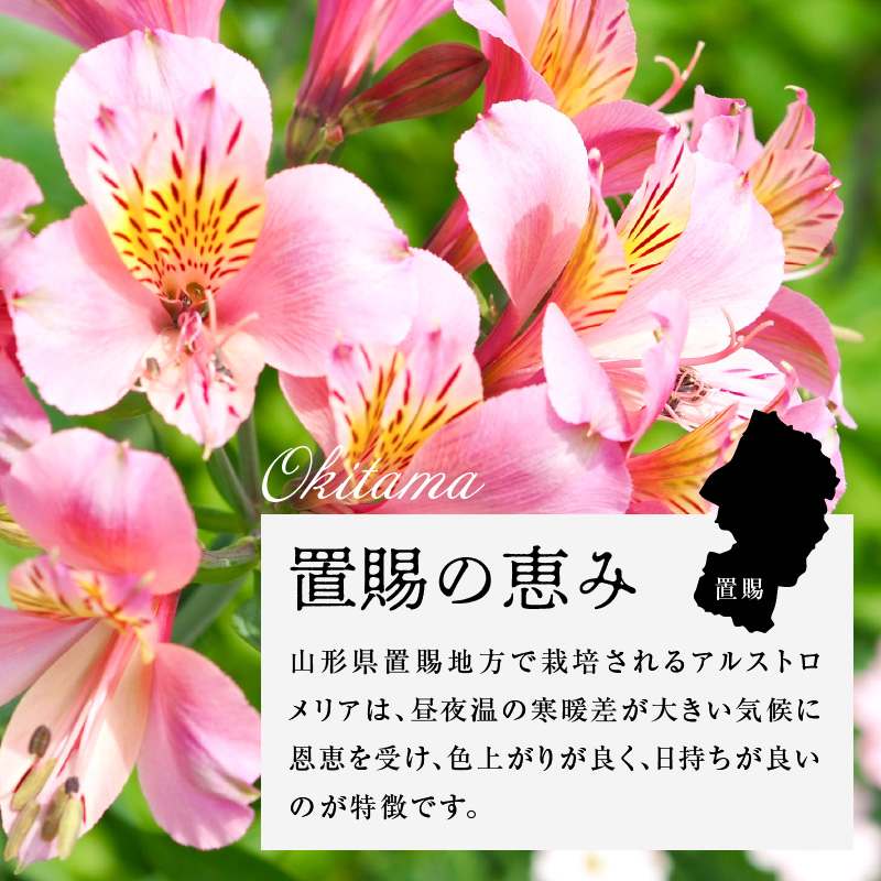 アルストロメリア ホワイト系 1束 10本入り 花 生花 切花 2026年4月～7月上旬頃 お届け予定 山形県 米沢市