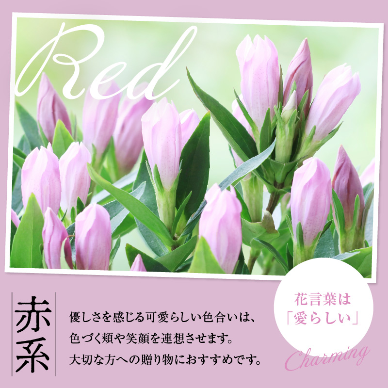 【先行予約】 りんどう 赤系 1束 10本入り 花 生花 切花 2026年8月上旬～9月中旬 お届け予定 山形県 米沢市
