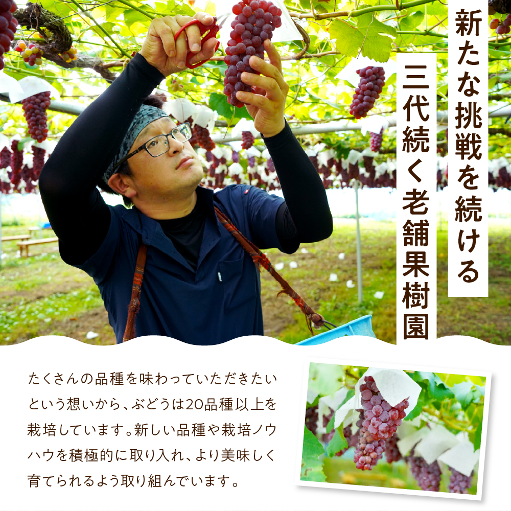 【先行予約】【数量限定】【令和8年産】家庭用 訳あり シャインマスカット入り 3色 大粒ぶどう 詰合せ 3種類 1.8kg 3房 2026年9月15日～9月30日頃お届け予定