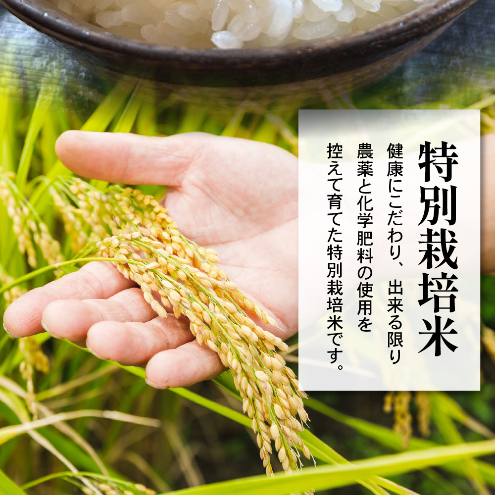 【 令和7年産 】 米沢米 棚田米 はえぬき 10kg ( 5kg×2袋 ) 〔2025年10月中下旬頃～順次お届け〕特別栽培米 2025年産 産地直送 農家直送
