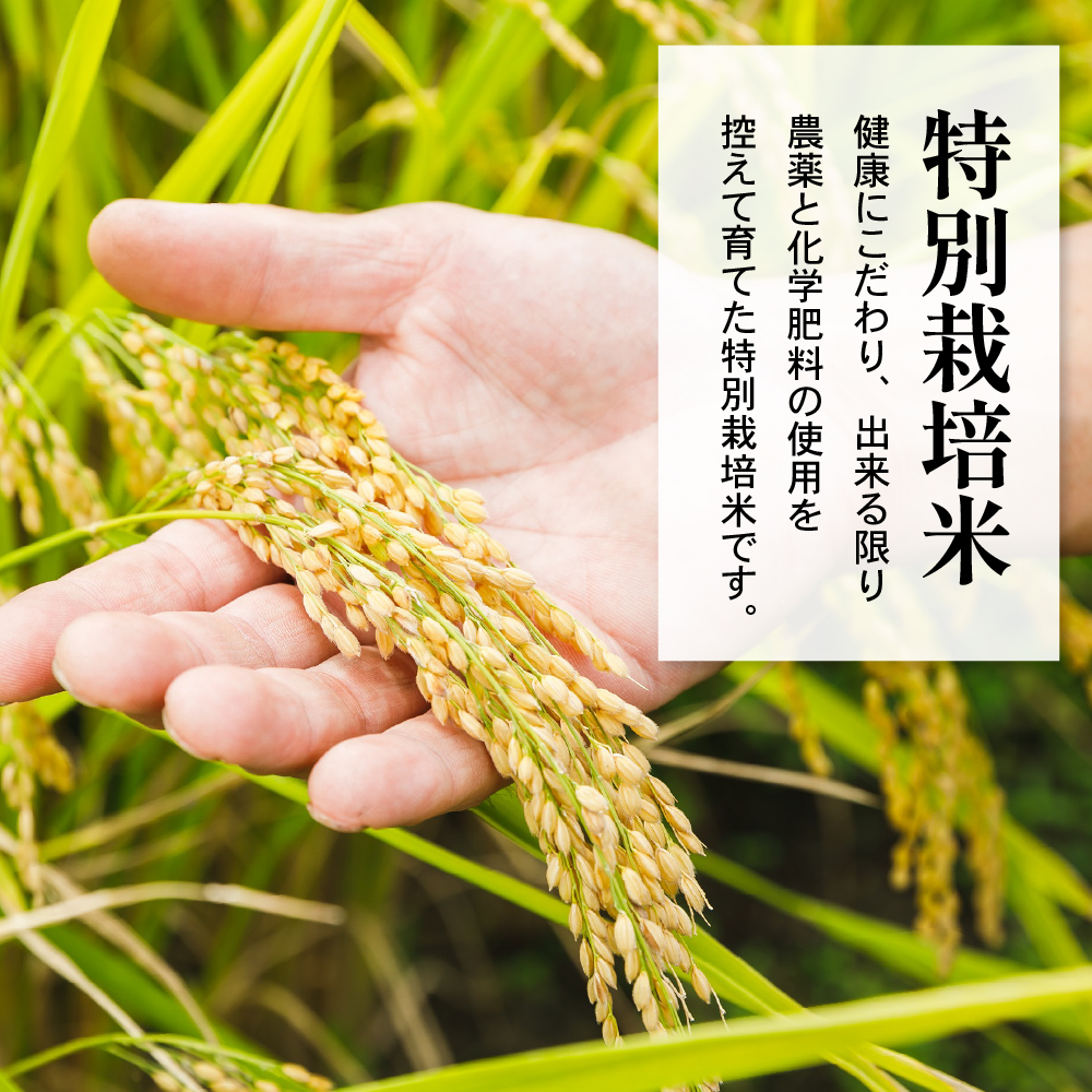 【 令和7年産 】 ミルキークイーン 2合 8袋 セット ( 1袋 300g ) 計 2.4kg 〔2025年10月中下旬頃～順次お届け〕2合 小分け 産地直送 農家直送 ブランド米 個包装 2025年産 産地直送 農家直送 米沢産 精米 米 お米 白米 お取り寄せ 送料無料 山形県 米沢市
