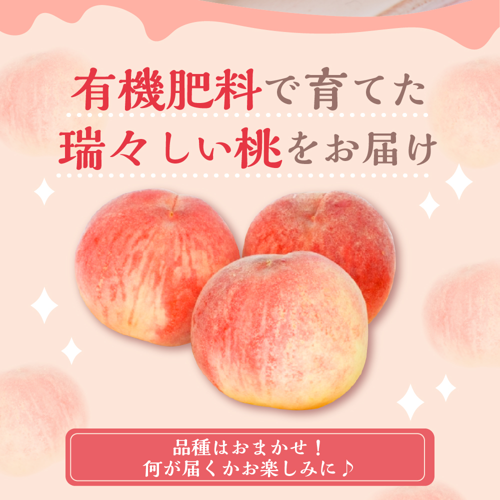 《 先行予約 》 【 令和8年産 】 白桃 （ もも ） 3kg ( 6 ～ 11玉 ) 品種 おまかせ 〔 8月上旬 ～ 9月上旬頃お届け 〕 2026年産 産地直送