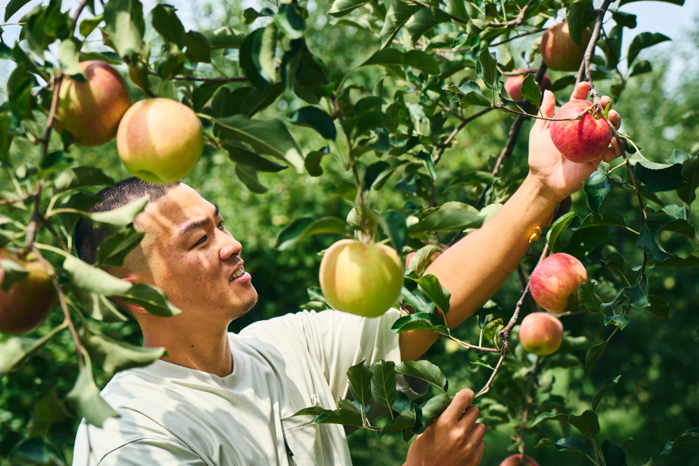 りんご クラフトコーラ 原液 シロップ 150ml 1本