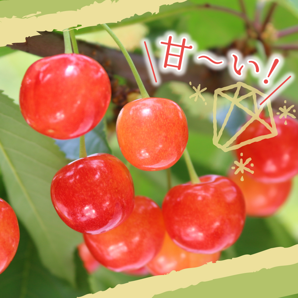 【先行予約】 令和8年産 さくらんぼ 紅秀峰 700g ( バラ詰め ) 2026年6月下旬～7月上旬頃お届け予定