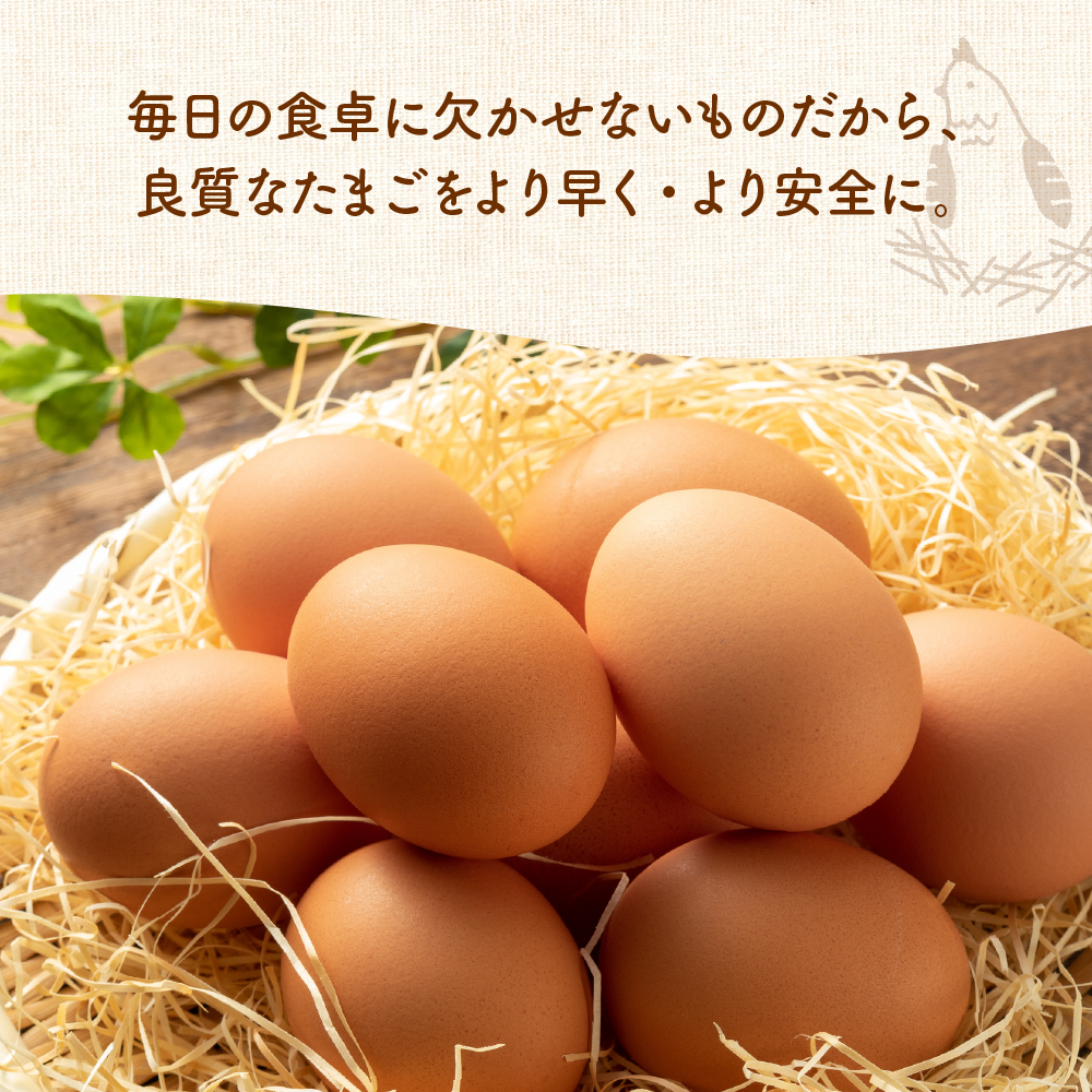 【3ヶ月定期便】 紅花たまご 30個セット 10個×3パック/月 卵 たまご 定期便