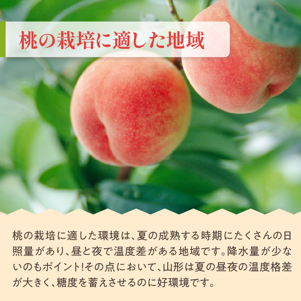 【先行予約】 数量限定 令和8年産 もも 化粧箱入 8～11玉 品種 おまかせ 2026年8月中下旬～9月上旬頃 お届け予定
