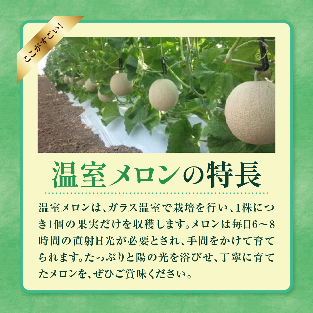 【先行予約】 令和8年産 温室 メロン マスクメロン 2玉 ( 3～4kg程度 ) 2026年9月上旬～中旬頃 お届け予定