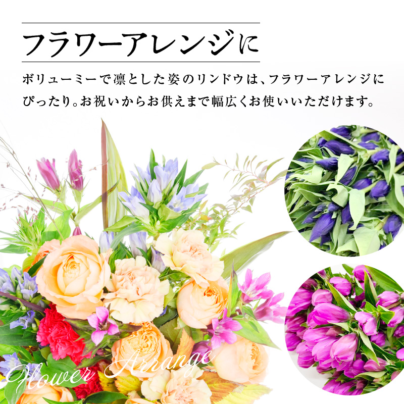 【先行予約】 りんどう 赤系 1束 10本入り 花 生花 切花 2026年8月上旬～9月中旬 お届け予定 山形県 米沢市