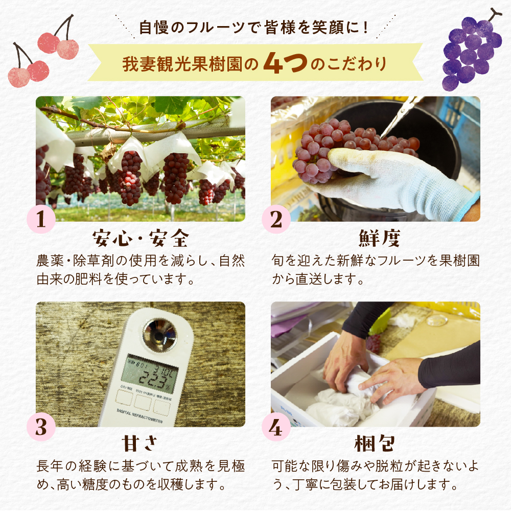 【先行予約】【数量限定】【令和8年産】家庭用 訳あり シャインマスカット入り 3色 大粒ぶどう 詰合せ 3種類 1.8kg 3房 2026年9月15日～9月30日頃お届け予定