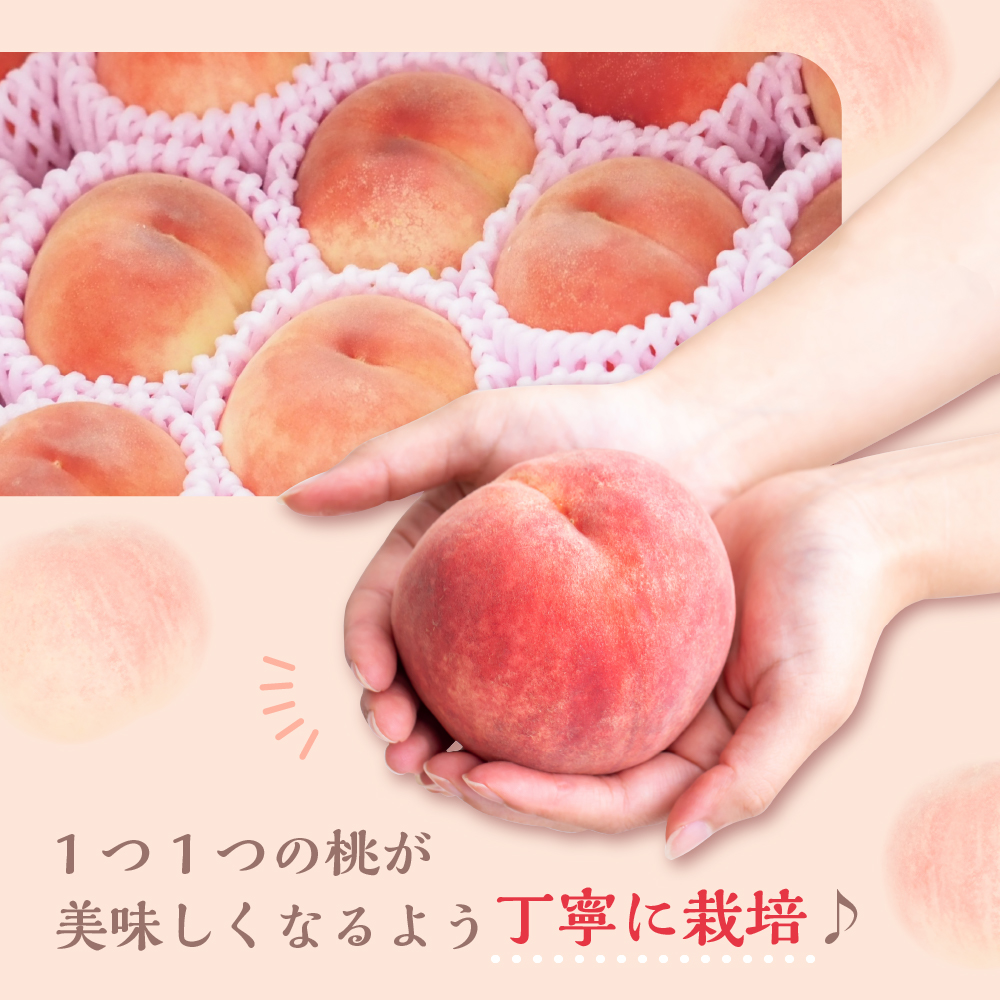 《 先行予約 》 【 令和8年産 】 白桃 （ もも ） 3kg ( 6 ～ 11玉 ) 品種 おまかせ 〔 8月上旬 ～ 9月上旬頃お届け 〕 2026年産 産地直送