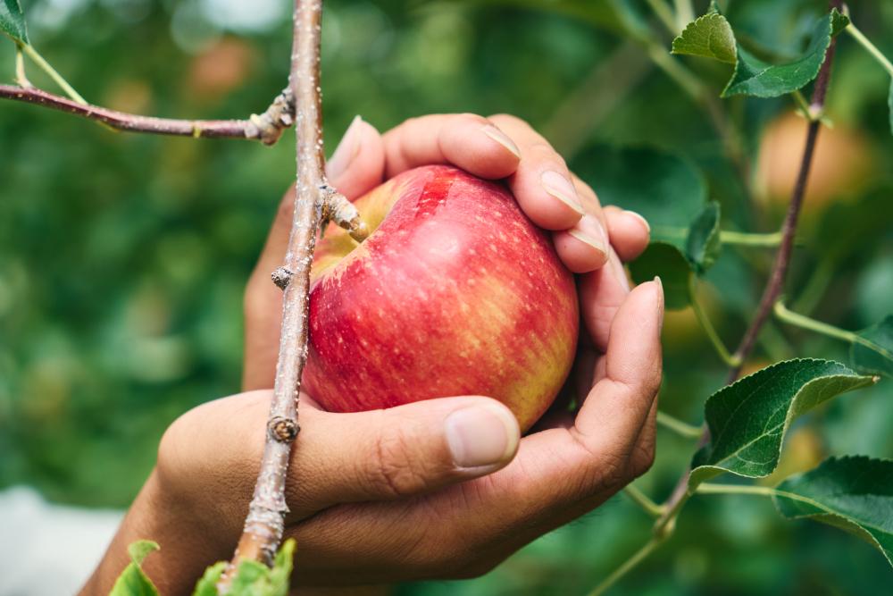 りんごクラフトビール よってってシードル 330ml 3本セット