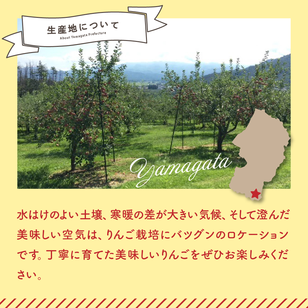 【先行予約】 令和8年産 訳あり りんご サンふじ 約5kg 玉数 お任せ ご家庭用 2026年11月中旬～12月上旬頃 お届け予定 山形県 米沢市