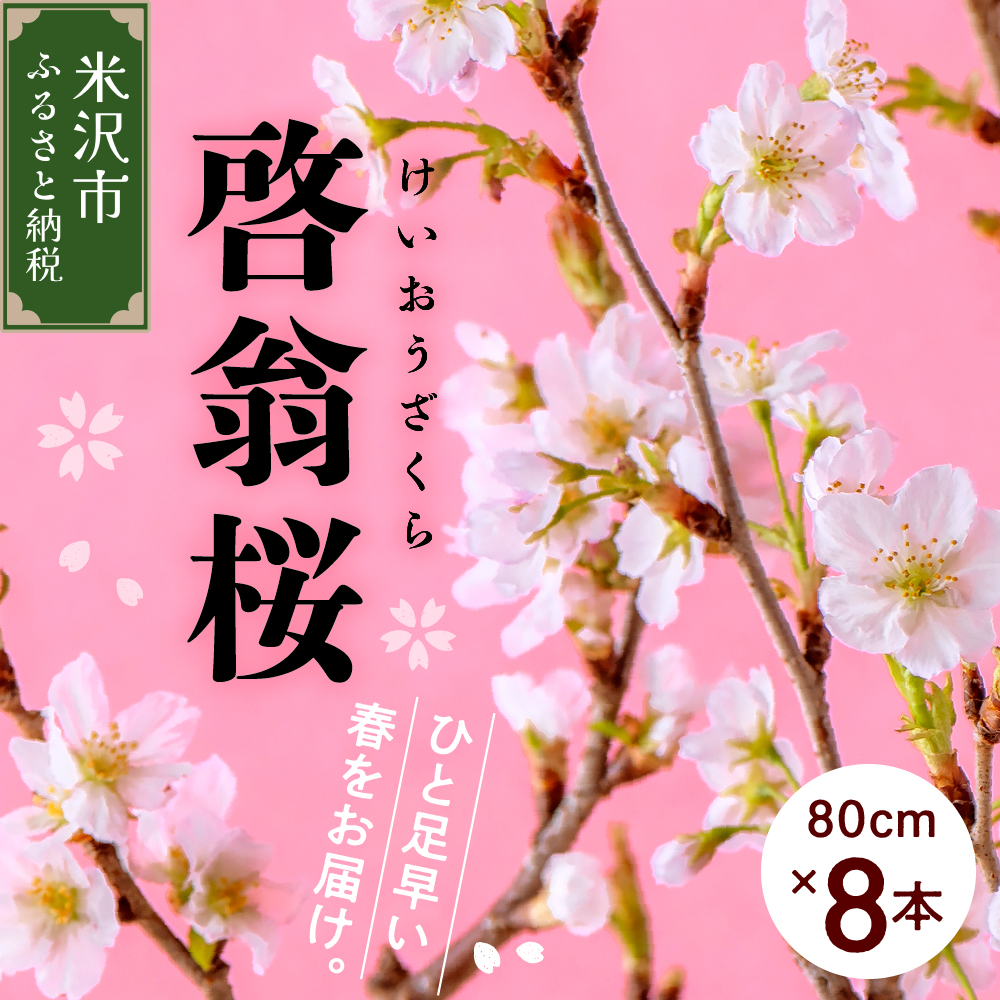 【先行予約】 啓翁桜 ( けいおうざくら ) 80cm×8本 切り花 2026年1月中旬から順次お届け