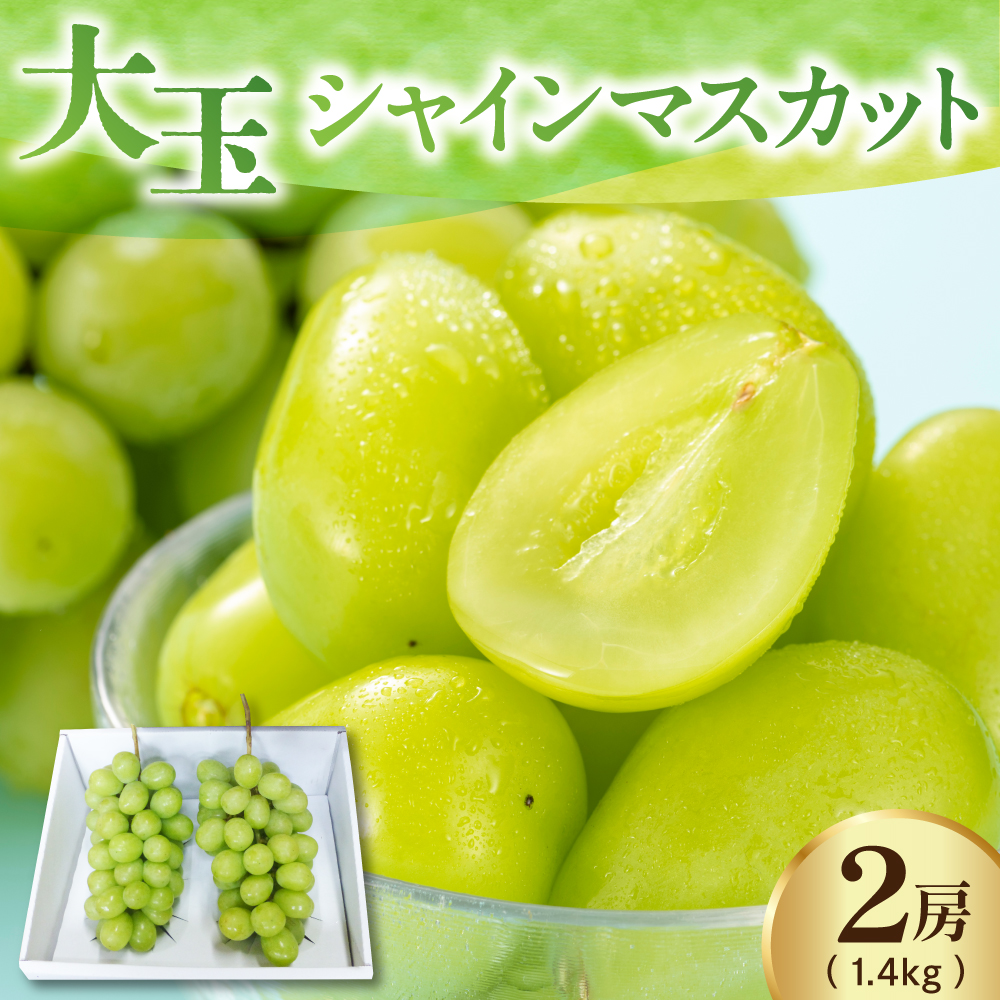 【先行予約】 【数量限定】 令和8年産 大玉 シャインマスカット 2房 1.4kg 2026年9月上旬頃～お届け予定