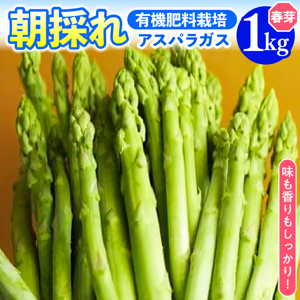《 先行予約 》【 令和8年産 春芽 】 アスパラガス 1kg 1箱 〔 発送 ： 2026年5月中旬頃 ～ 6月中旬頃 まで 〕 朝採り 有機肥料栽培