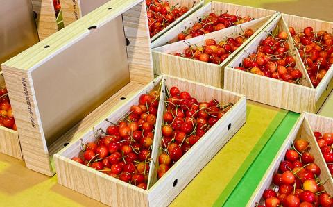 【令和6年産 先行予約】山形県鶴岡産 さくらんぼ「佐藤錦」バラ詰め 1kg　JA庄内たがわ　B26-601