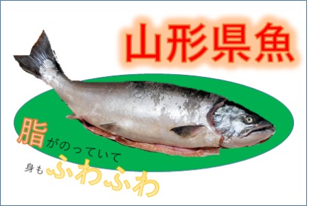 【春の訪れを味わえる】サクラマス味噌粕漬け（大ぶり切り身５切れ）