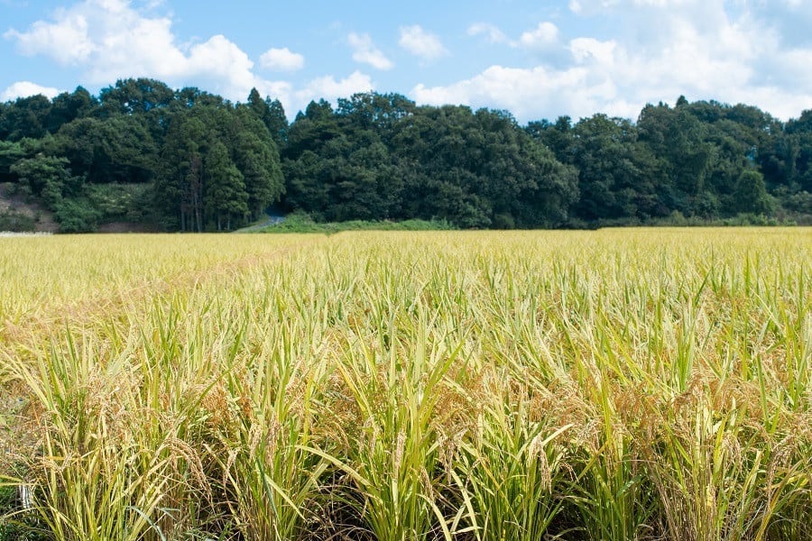 【令和7年産】 黒川まるいし農場の特別栽培米 コシヒカリ 精米 15kg(5kg×3袋) 山形県鶴岡市産　K-7129