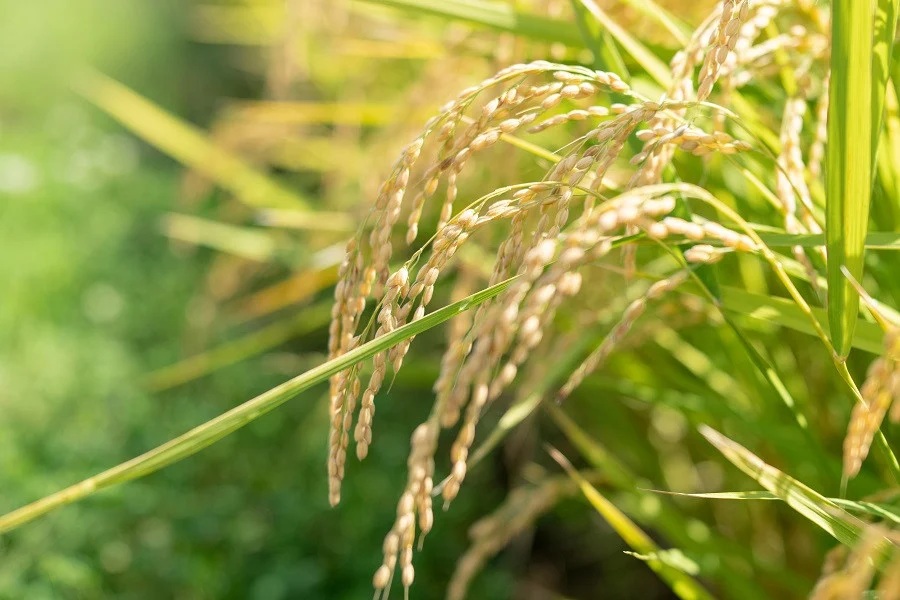 【令和8年産先行予約】殿やの「つや姫 ”極” 無洗米」2合 (約300g)×12個入　山形県鶴岡市産　K-861