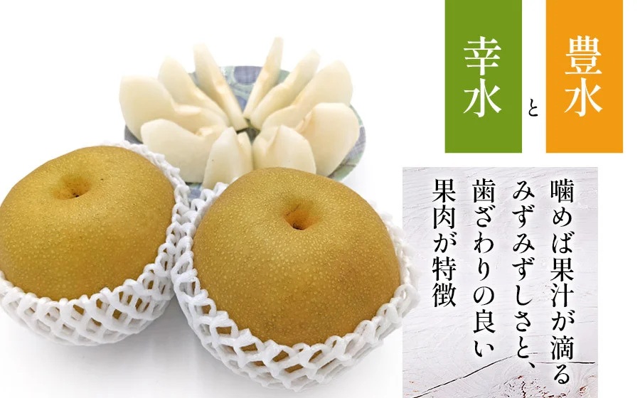 【令和7年産 先行予約】鶴岡市産 和梨 幸水or豊水　約3kg 2L以上（秀品）どちらか1品種　庄内産直センター