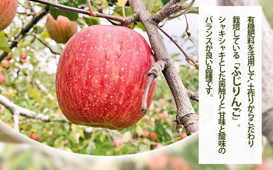 【令和7年産 先行予約】家庭用ふじりんご　約5kg(12～20玉)入箱　山形県鶴岡市産　庄内産直センター