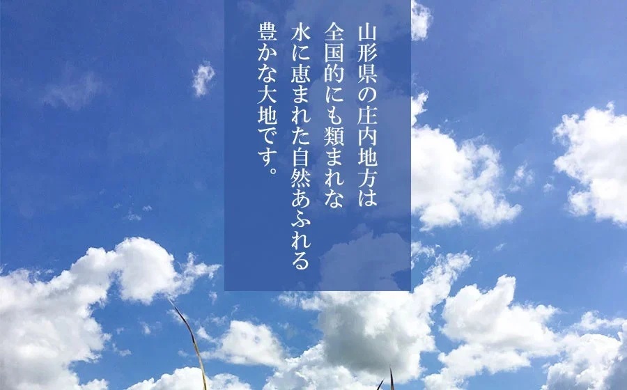 【令和7年産】【新米】山形県庄内産　特別栽培米つや姫 精米 10kg （10㎏×1袋）　野々ファーム