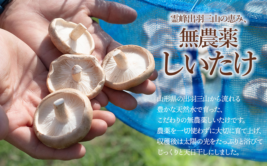 羽黒産 乾燥しいたけ 60g(12g×5)　山形県鶴岡市 農事組合法人 庄内おばこ農場 K-710