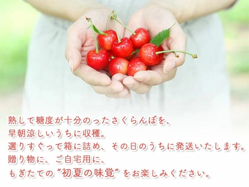 【令和8年産先行予約】 さくらんぼ 紅秀峰 LLサイズ バラ詰め 1kg　山形県鶴岡産　鈴木さくらんぼ園