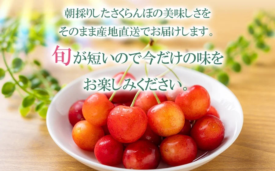 【令和8年産先行予約】さくらんぼ 佐藤錦 M～Lサイズ混合 バラ詰め 500g　庄内さくらんぼ園