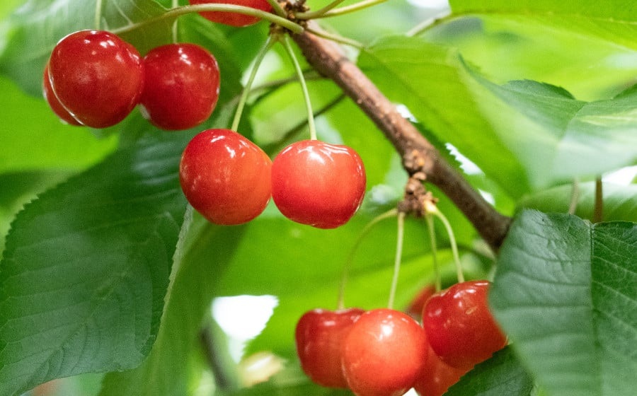 【令和8年産先行予約】山形県 鶴岡市産　さくらんぼ 「紅秀峰」（2Lサイズ以上） バラ詰め 500g  榎本菜園 K-835