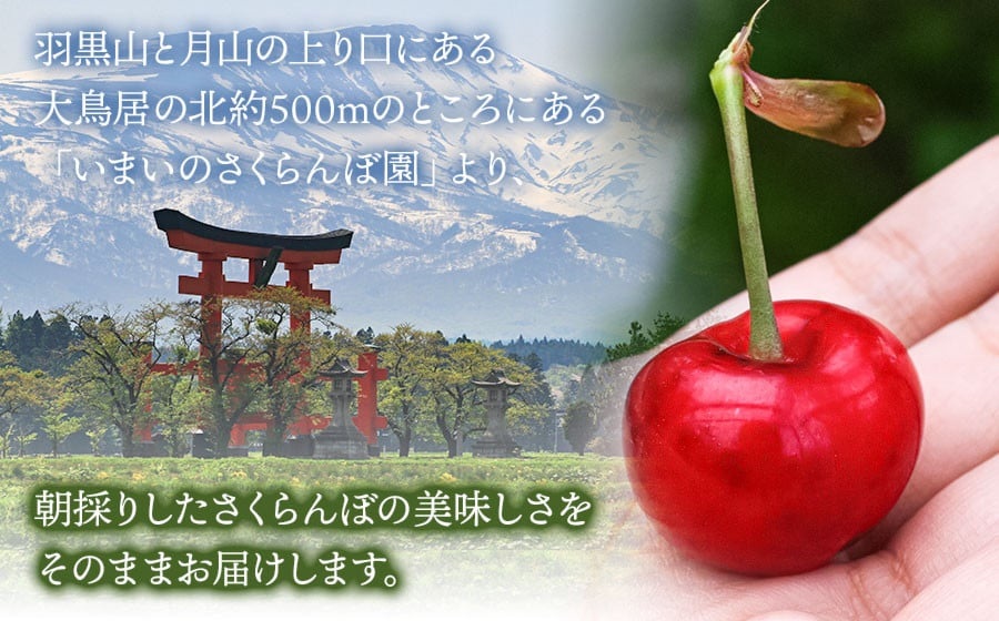 【令和8年産先行予約】　こだわりのさくらんぼ　「紅秀峰」　（2Lサイズ以上）バラ詰め 500g いまいのさくらんぼ園 K-835