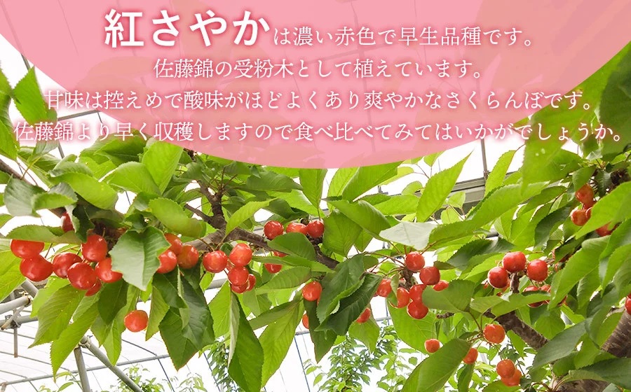 【令和8年産先行予約】 さくらんぼ 紅さやか （M～Lサイズ 混合） バラ詰め 1.6kg (200g×8パック)　1箱　山形県鶴岡産　仁三郎さくらんぼ園