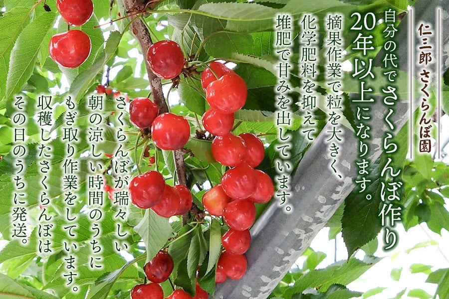 【令和8年産先行予約】 さくらんぼ 紅秀峰 （L～2Lサイズ混合）バラ詰め 1kg 山形県鶴岡産　仁三郎さくらんぼ園