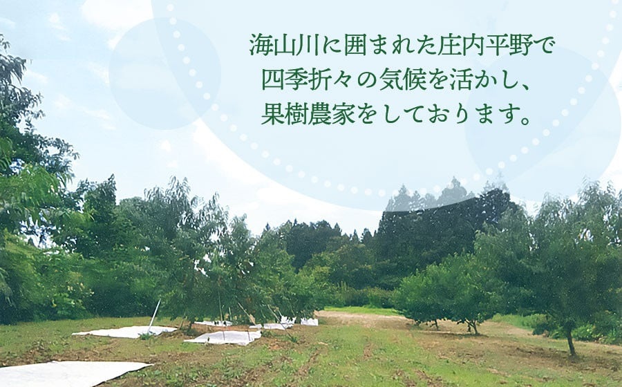 【令和7年産先行予約】 鶴岡市産 桃 (品種おまかせ) 　約2kg　(5～8玉)　くにちゃん農園　K-736