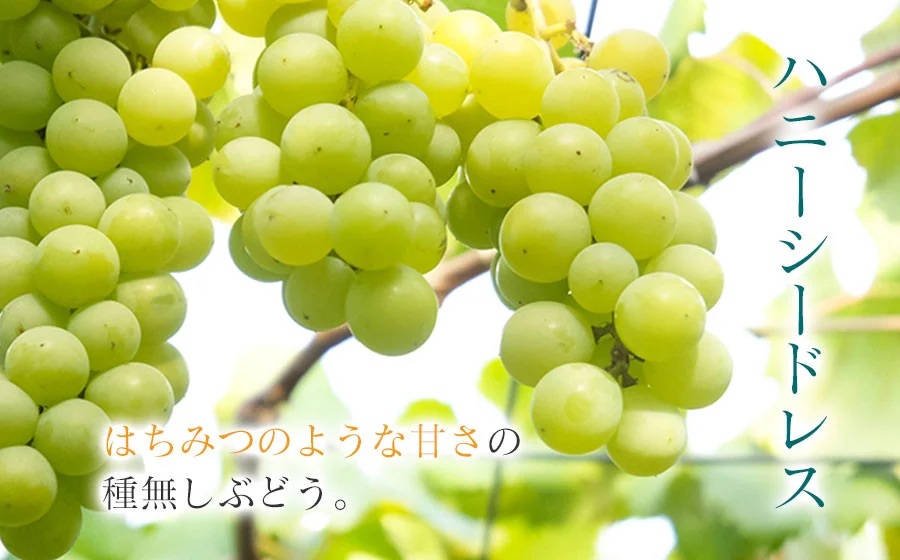 【令和8年産先行予約】ハニーシードレス 約2kg（6～7房） 種なしぶどう　カラフルぶどう園