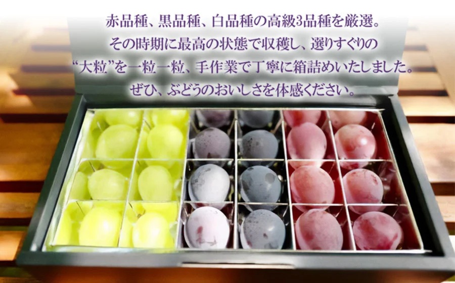 【令和8年産先行予約】贈答用に　大粒選りすぐり　最高級ぶどう ギフトボックス【小】18粒入 高級3品種 詰合せ（手詰め）　カラフルぶどう園