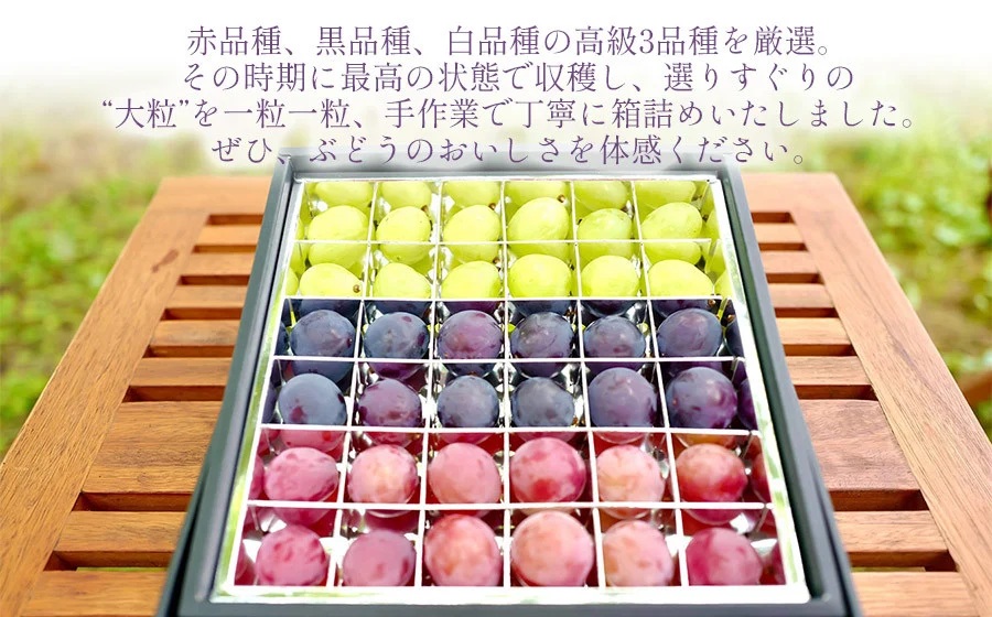 【令和8年産先行予約】贈答用に　大粒選りすぐり　最高級ぶどう ギフトボックス【大】36粒入 高級3品種 詰合せ（手詰め）　カラフルぶどう園